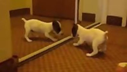 Puppies And Kittens Vs. Mirrors