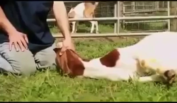 BİSMİLLAH-ALLAHU EKBER DEYİNCE OLAN ŞEYE BAKIN ..!!