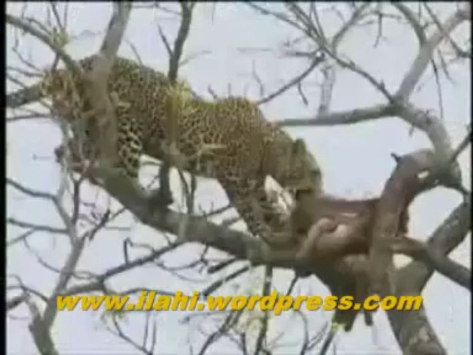 Çita Avladı, Leopar Kaptı Ve Aslan Kovaladı - Hayvanlar Alemi - Belgesel