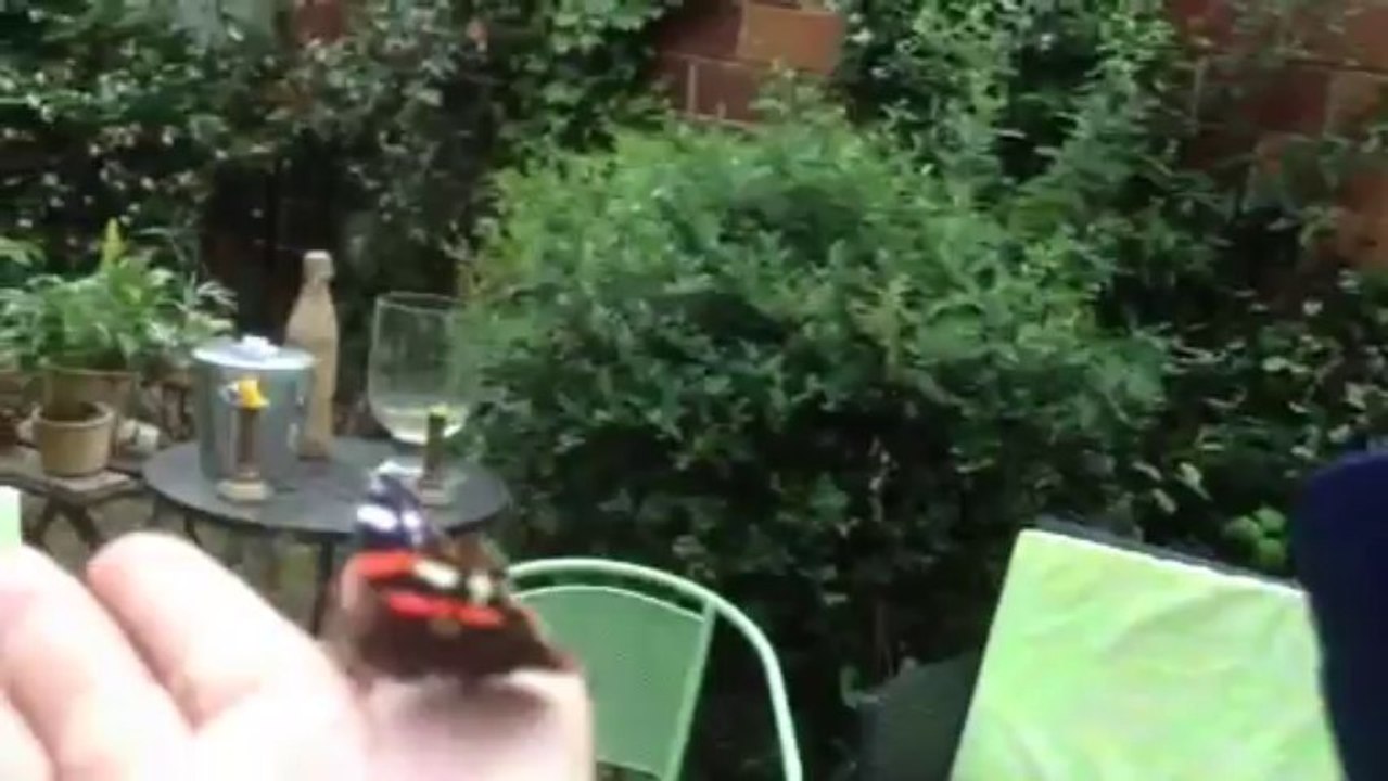 Un papillon dans la main