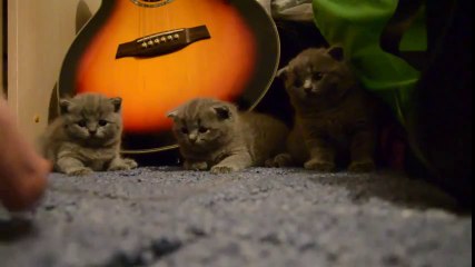 How To Make 3 Kittens Fall Asleep At The Same Time