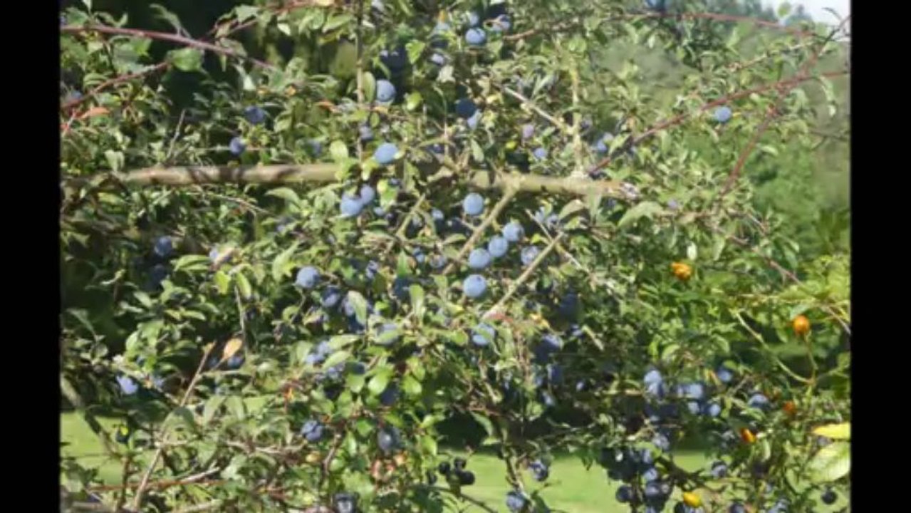 Ombelles Prunelles Epilobes et autres Mûres