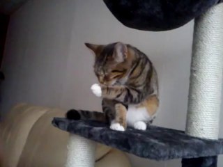 Ares-Apollo cleaning himself