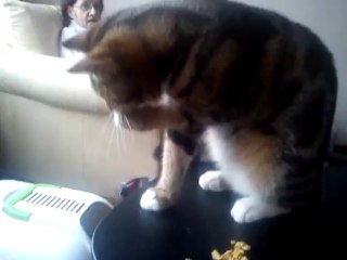 Ares-Apollo eating my Frosties