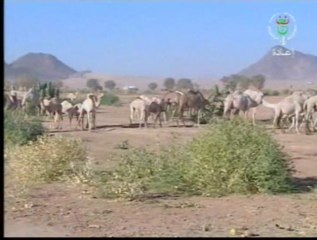 Ileɣman ( dromadaires ) chez les habitants du Sud
