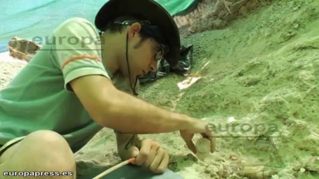 El CSIC halla el hueso de pene de oso más antiguos