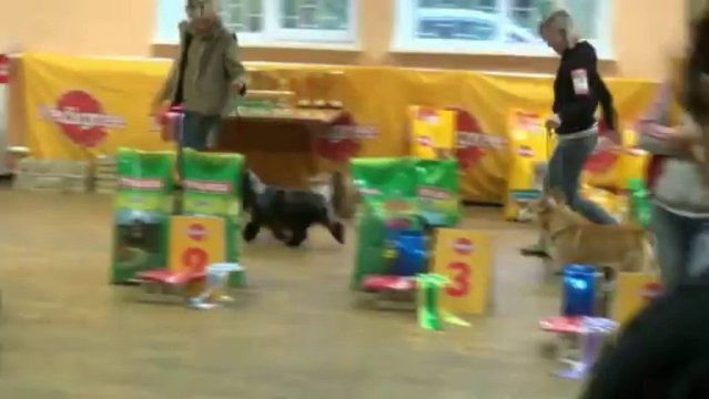 Выставка собак Амиго 15.09.2013 в Подольске. Бесты.