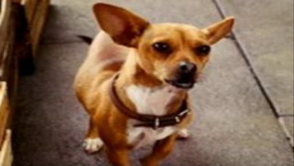 Beverly Hills Chihuahua (1998) full movie part 1