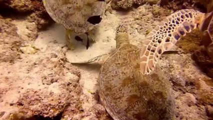 Diving in Sipadan (June 2012)