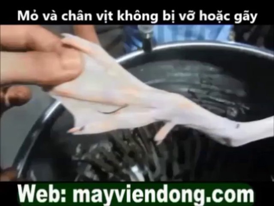 Máy vặt lông gà vịt [máy làm lông gà]