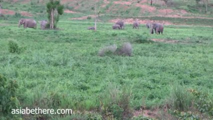 Kuiburi National Park, Wild Elephants Watching in Thailand I