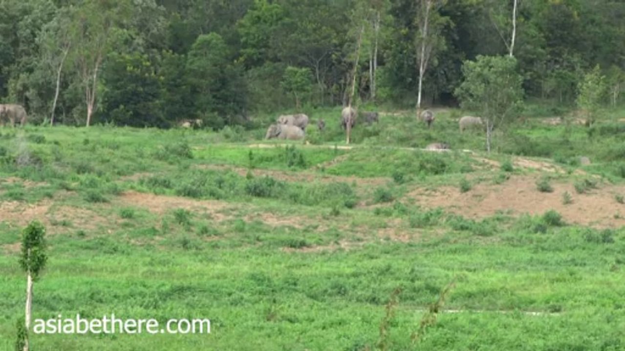 Kuiburi National Park, Wild Elephants Watching in Thailand III