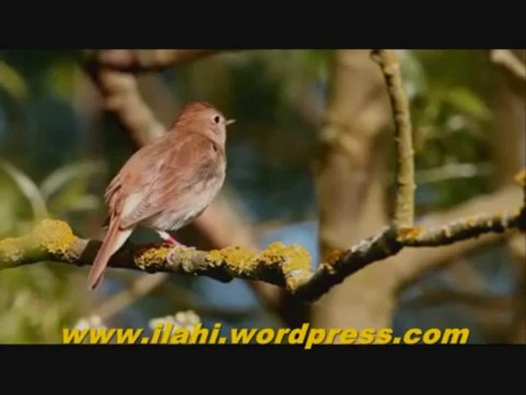 İlahi - Aşıklar Hep Aşka Gelir - Mehmet Yetkin - Müziksiz ilahiler