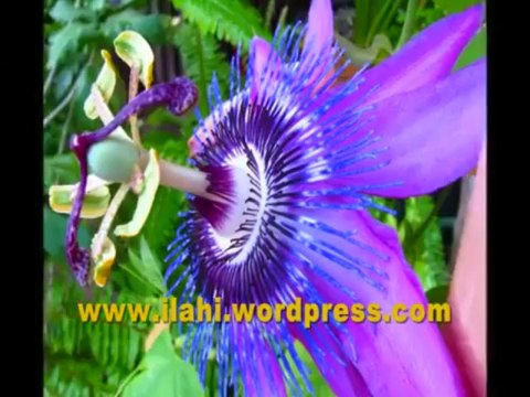 İLAHİ Gaflet Uykusu Konyalı Çocuklar - Müziksiz İlahiler