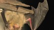Wind Turbines Could Be Cause of Bat Deaths