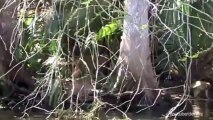 Wild Herpes-Infected Monkeys Running Amok in Florida