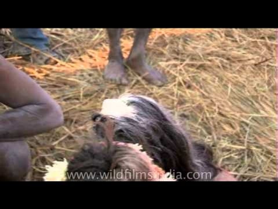 Sadhus sharing chillum - Ardh Kumbh Mela, 2007