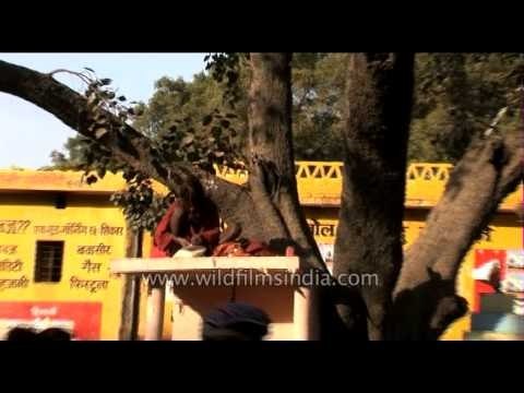 Sadhu eating puffed rice - Ardh Kumbh Mela at Prayaga in 2007