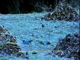 Snow Pigeons (Columba leuconota), Jatoli village