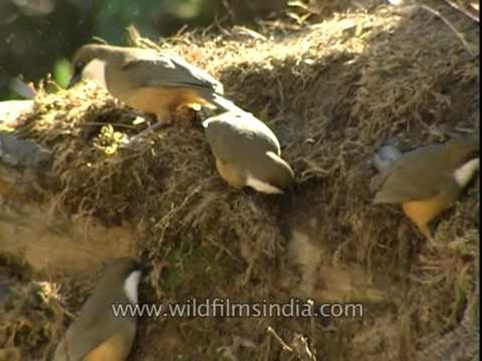 Uttarakhand's Jatoli village hosts a gaggle of White throated Laughing Thrushes