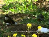 White throated laughing thrush in Jatoli village