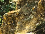 White throated Laughing Thrushes scabbling on a hillside, for insects