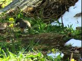 White-throated Laughing thrush or Garrulax albogularis in Jatoli village