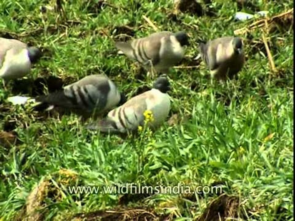 Snow pigeons in Jatoli village