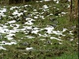 Snow Pigeons of Jatoli Village in their natural habitat