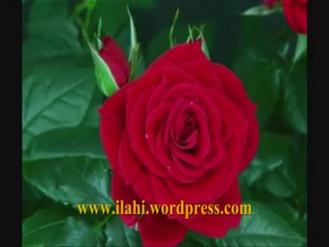 İlahi Veysel Karani - Mustafa Taşkaya,muziksiz ilahiler