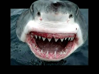 shark 2d to 3d vegas pro 12