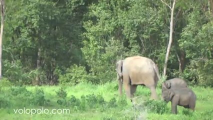 Watching Elephants at Kuiburi National Park 1