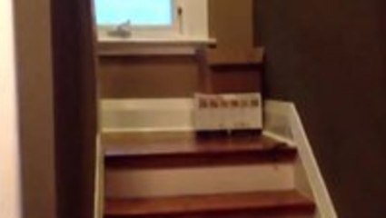 How To Get A Lazy Dog Out Of Bed