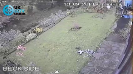 CCTV Video Surveillance | Hawk chases bird into window and attacks