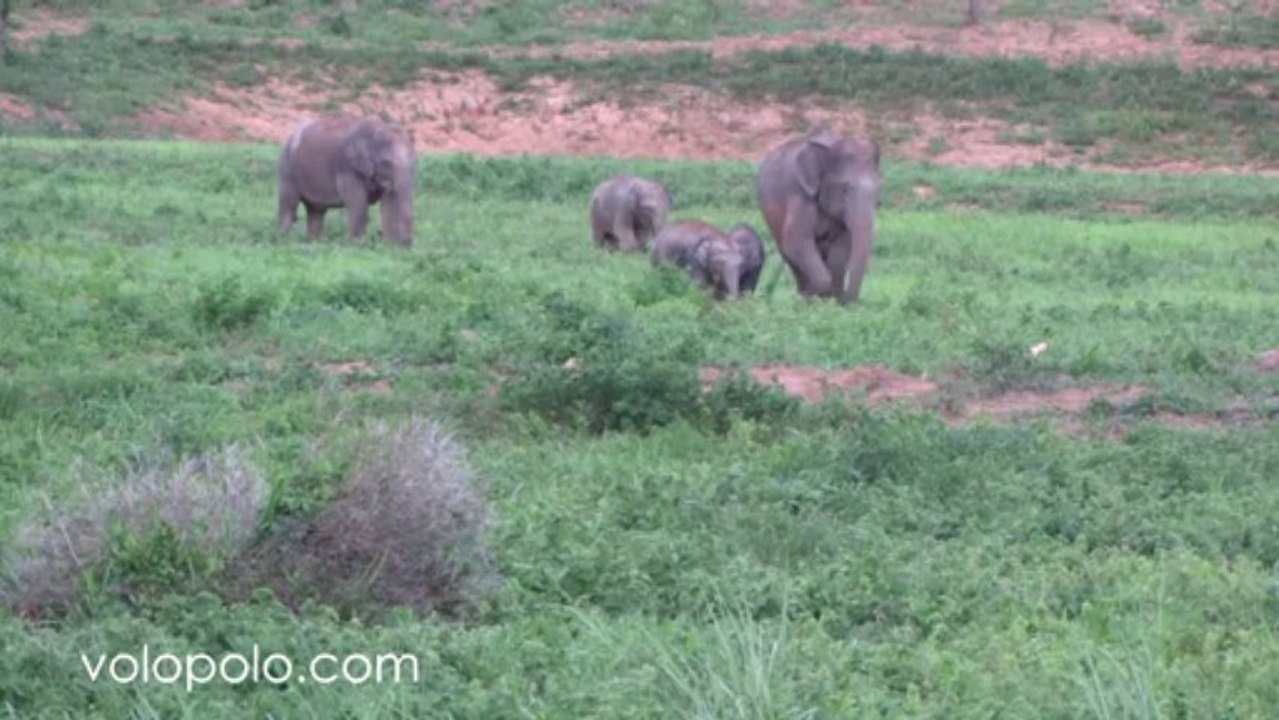 Watching Elephants at Kuiburi National Park 4