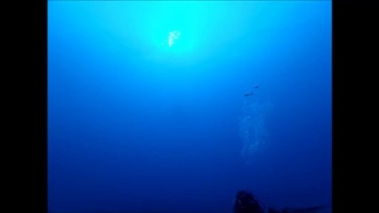 Requin Baleine - DETEND AZOT