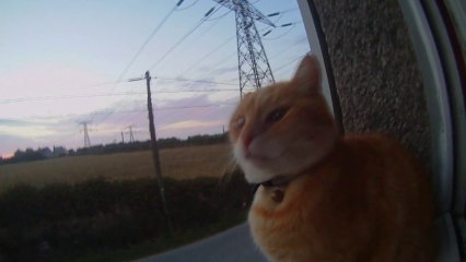 Plum et krillin regard vers la camera