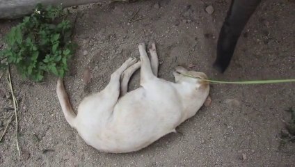 Baby Elephant Trying to Wake up a Dog! So cute!