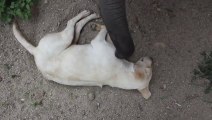 Un bébé Éléphant essaie de réveiller un chien. Trop mignon!