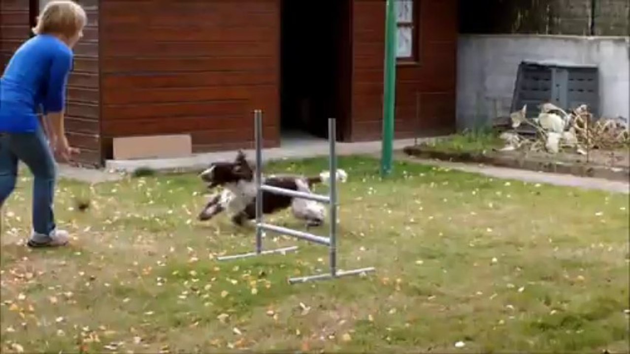 Agility maison Gift, cocker anglais