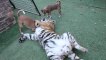 Un tigre et des chiens jouent ensemble