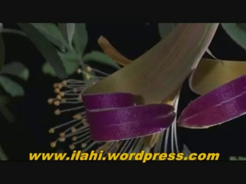 İlahi - Vakti Seherde - Dervişhan İlahi Grubu - Müziksiz İlahi