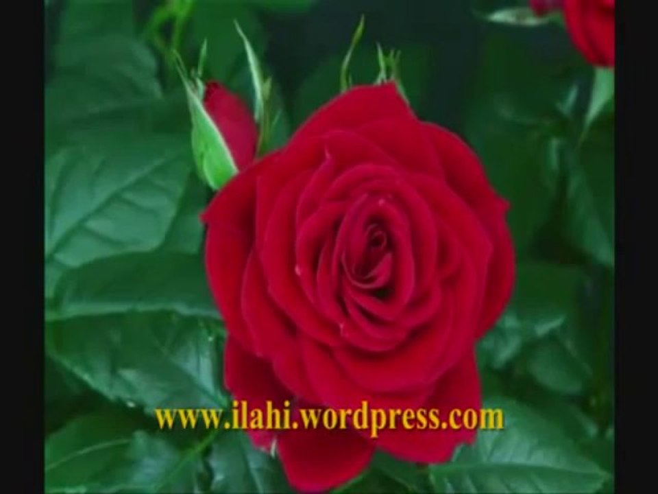 İlahi -- Veysel Karani - Mustafa Taşkaya,muziksiz ilahiler