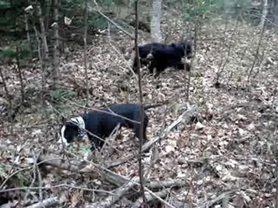 Savine video 1
