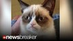 Cheer Up, Grumpy Cat!: Internet Sensation Kitty Gets Endorsement Deal