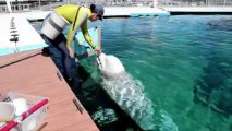 Baleias vão pintar quadros em aquário no Japão
