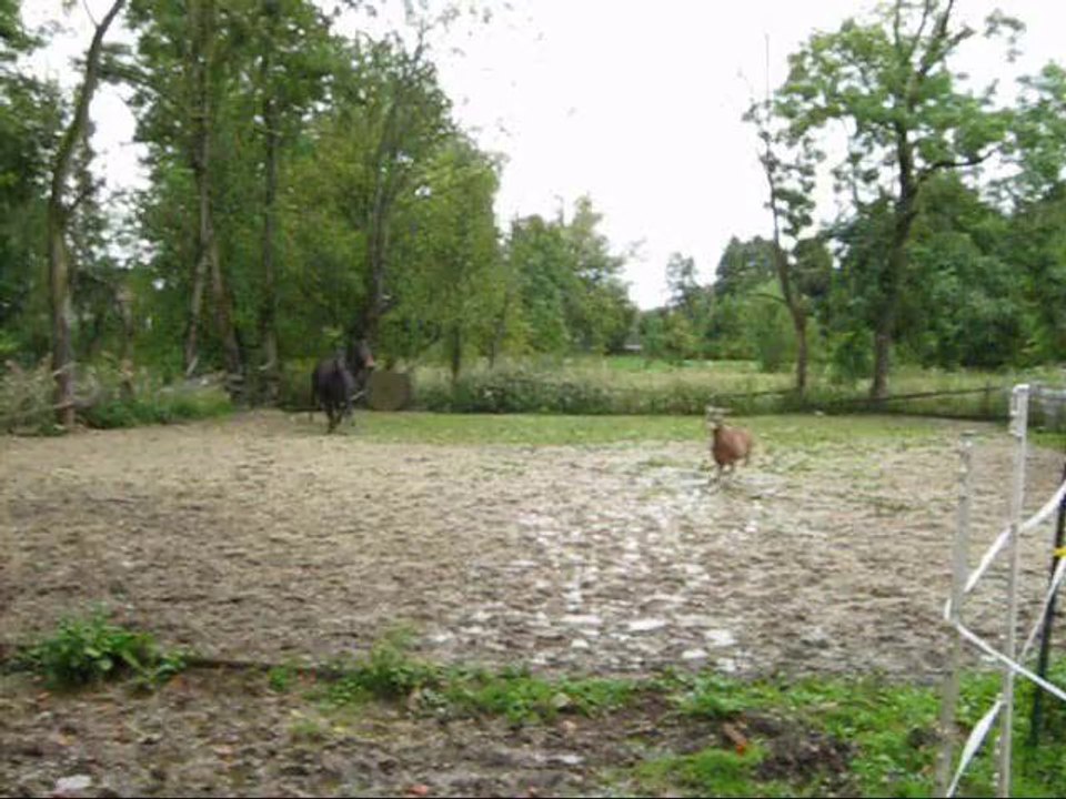 Gina und Shanti wollen nur spielen!