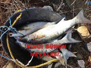 HİSARÖNÜNDE KEFAL AVI