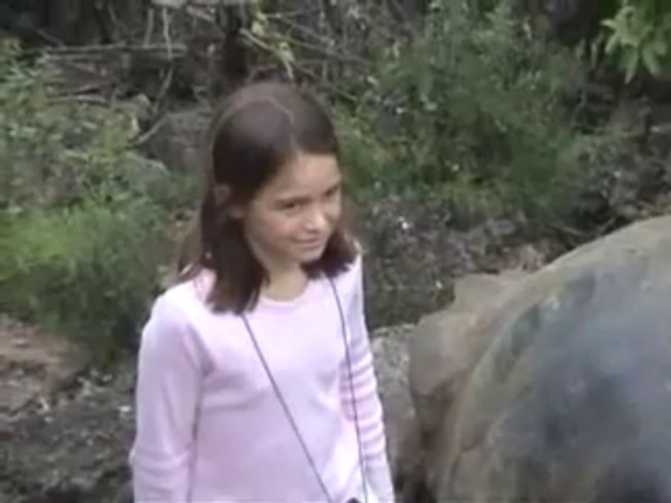 Tortoise with problems in the Galapagos Islands