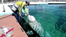 Beluga toma clases de pintura